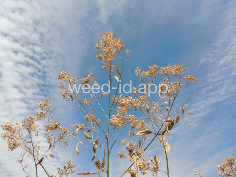 pepperweed, perennial